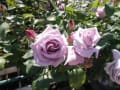 花～神代植物公園の薔薇