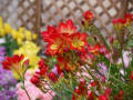 植物園の花回廊の花たち