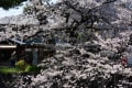 夙川沿い