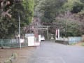 龍尾神社のしだれ梅と掛川城