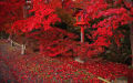 2012年紅葉の京都(ダイジェスト版)