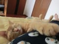 [9]猫が添い寝