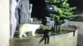 夜の旭山動物園☆