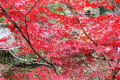 千葉小松寺の紅葉（１０枚）