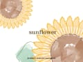 sun flower