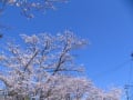 佐賀桜情報4