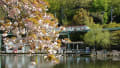 東山動植物園の八重桜