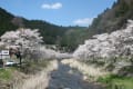 古殿町の桜街道と鎌倉岳　2017.4.23