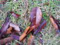 濡れ落ち葉　（２）　wet fallen leaves（２）　植物図鑑