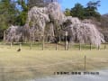 [46]上賀茂神社御所桜.jpg