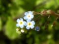 野の花