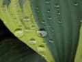 雨上がりには水滴探し♪