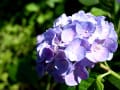 豊島園の紫陽花