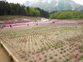 西武秩父の羊山公園の芝桜を見に行ってきました。　　雨に降られました。