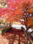 高松の池の紅葉（２０１２・１１）