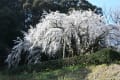 奥山田の枝垂れ桜