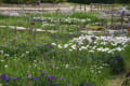 馬見丘陵公園の菖蒲他