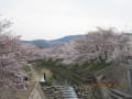 4月番外編　佐保川から郡山城までの花見ウォーク