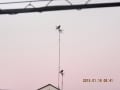 jan カーコとカオの演出