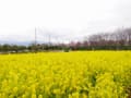 「和泉リサイクル環境公園」でメジロハンター