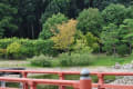 [59]東院庭園楓と萩、アカマツ