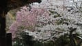 [13]建長寺の桜