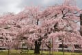 京都「醍醐寺」三宝院の枝垂れ桜