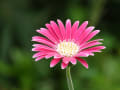 秋明菊、ガーベラ・他(長良公園の花)_0907