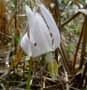 宮の森公園・山野草２０１８年４月２１日