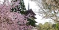 京都の桜・・・醍醐寺～勧修寺～伏見桃山~祇園