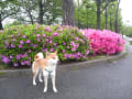 [62]猿江恩賜公園でツツジの花が綺麗に咲いていました