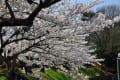 加古川日岡公園の桜