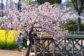 鎌倉・早咲きの桜