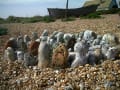 Sculpture garden in England