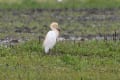 水が溜まり始めた田んぼには、鳥たちが増えて賑やかになった。