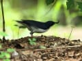 野鳥撮影日記2019（コルリ＆コサメビタキ）