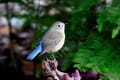 2014年初野鳥散策　青い鳥を求めて（野鳥フォト－３４）