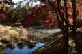 タカドヤ湿原の紅葉