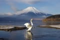 山中湖での富士山と白鳥