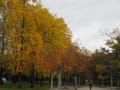 運動公園の紅葉