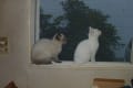 窓辺の仔猫