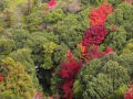 変化（へんげ）と不動　安芸宮島・厳島神社