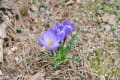 [10]野草園の花たち