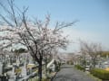 和泉天野山霊園の桜