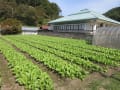 野沢菜は順調に生育しております。