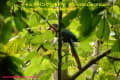 [17]Chestnut-breasted Malkoha03Apr2014-01a-s.jpg