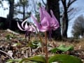 万葉の森公園の『カタクリの花』