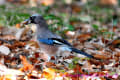 2014年最後の野鳥散策はドングリを咥えたカケスさんやジョウビタキ雌さんとの出会い（野鳥フォト－５６）