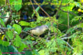 [24]Chestnut-Tailed Starling4Jan2012-01p-s.jpg