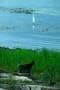 湖畔の黒い猫